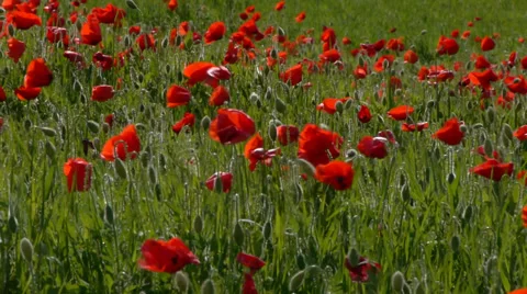 Poppies Stock Footage 35572103