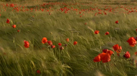 Poppies Stock Footage 35572242
