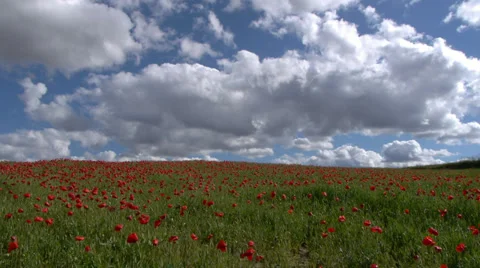 Poppies Stock Footage 35593414