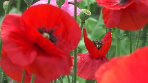 Poppies Stock Footage 76964674