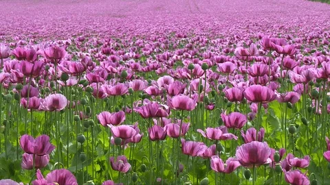 Poppies Stock Footage 95241923