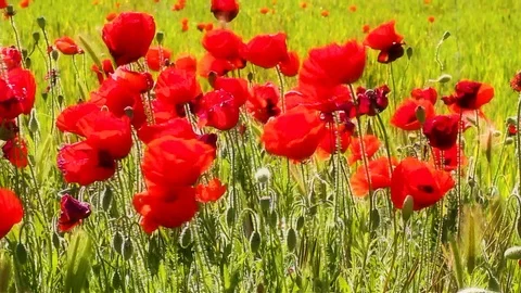 Poppies. Stock Footage 110947348