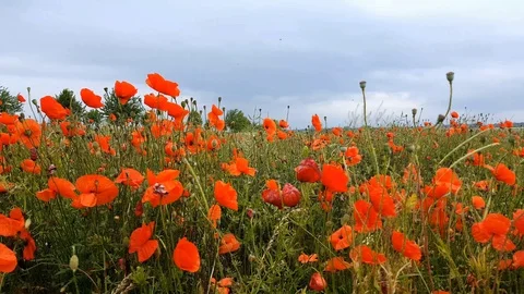 Poppies Stock Footage 113272111