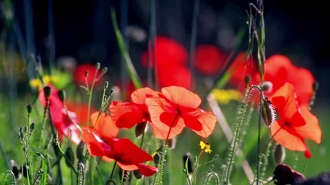 Poppies in the grass Stock Footage 78741237
