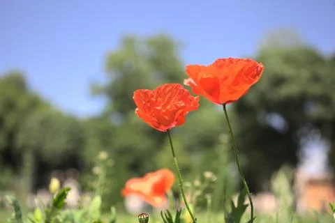 Poppies in the grass Stock Photos
