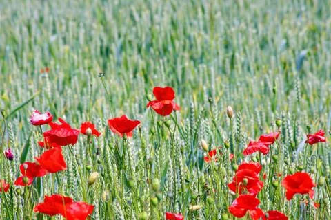 Poppies growing in the field Stock Photos