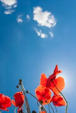Poppies growing Stock Photos