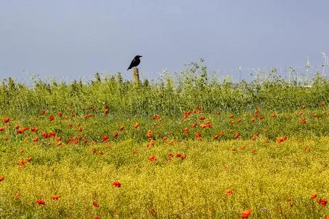 Poppies growing in the summer sunshine with a crow perched on a fence post .. Stock Photos
