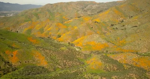 Poppies on hillside Stock Footage 77702473