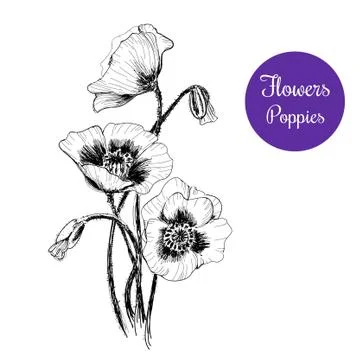 Poppies Stock Illustration
