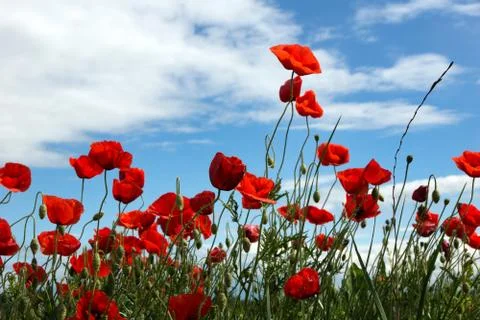 Poppies Stock Illustration
