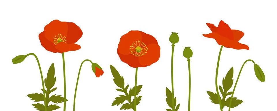 Poppies Illustrazione stock