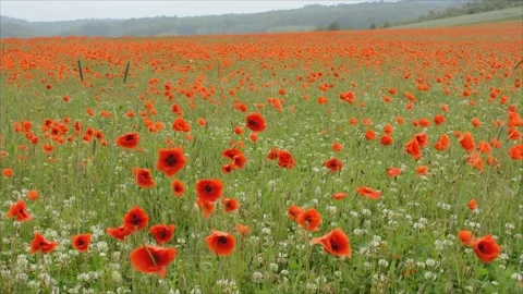 Poppies in a large meadow dance back and forth in the wind Stock Footage 162780963