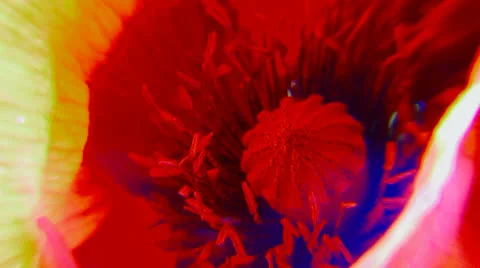 Poppies macro Stock-Footage 22458350