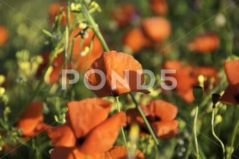 Poppies Meadow during Spring, Tuscany Stock Photos