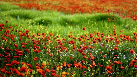 Poppies Meadow Stock Footage 134867170