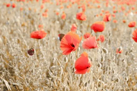Poppies on meadow Stock Photos