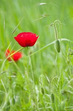 Poppies in a meadow at spring Foto stock