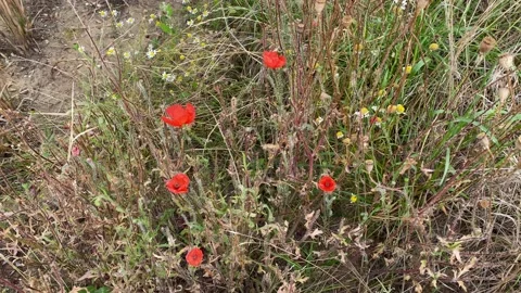 Poppies mixed in the wheat fields blowing in the summer wind Video stock 136749462