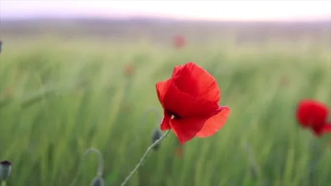 Poppies moved by the wind in field at sunset Stock Footage 135729911