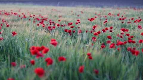 Poppies moved by the wind in field at sunset Stock Footage 135729986