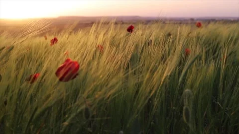 Poppies moved by the wind in field at sunset Stock Footage 135730177