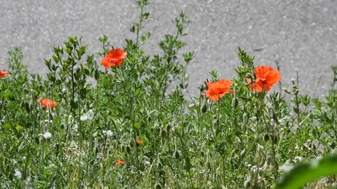 Poppies moved by the wind Stock Footage 74622349