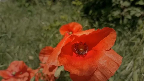 Poppies moved by the wind Stock Footage 130051549