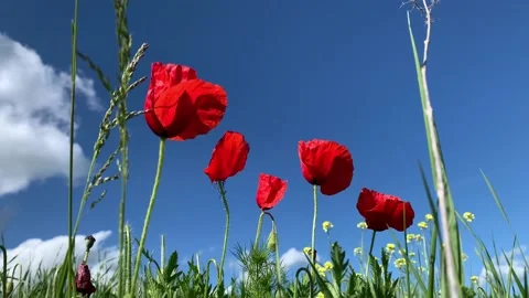 Poppies moving at Springtime with blue sky and clouds around Stock Footage 130286409