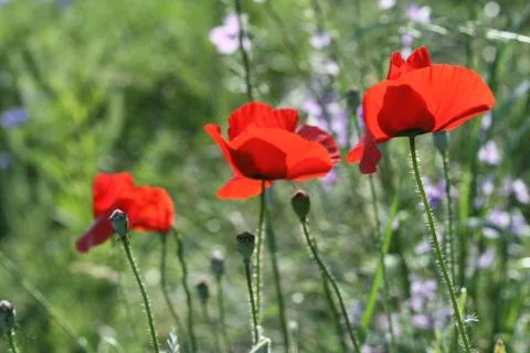 Poppies Stock Photos