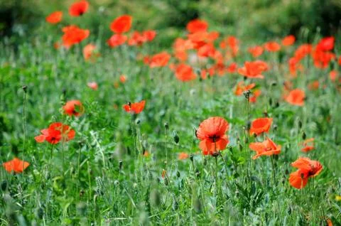 Poppies Stock Photos