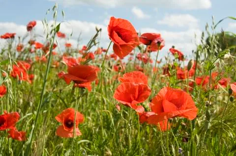 Poppies Stock Photos