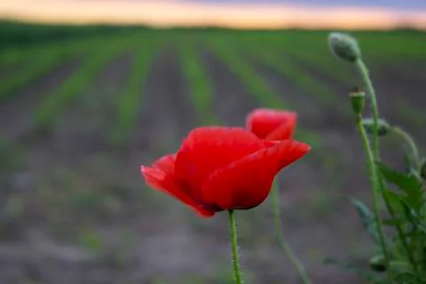 Poppies Stock-Fotos