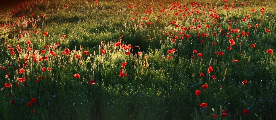 Poppies Stock Photos