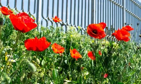 Poppies Stock Photos
