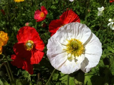Poppies Stock Photos