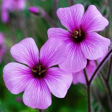 Poppies Stock Photos