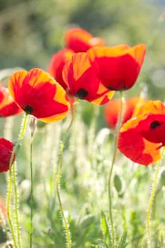 Poppies Stock-Fotos