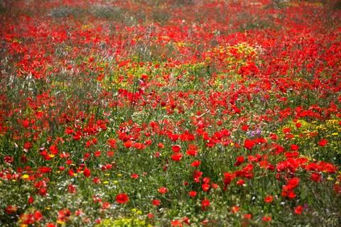 Poppies Stock Photos