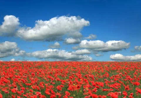 Poppies Stock Photos