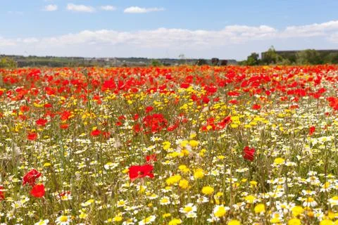 Poppies Stock Photos