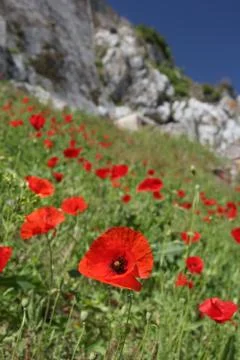 Poppies Stock Photos
