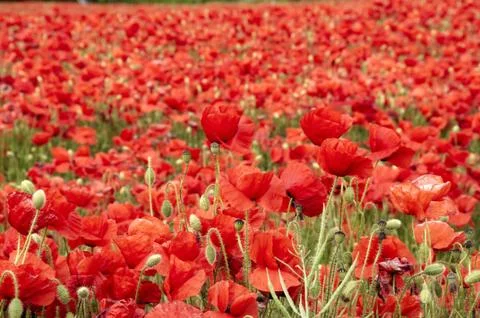 Poppies Foto stock