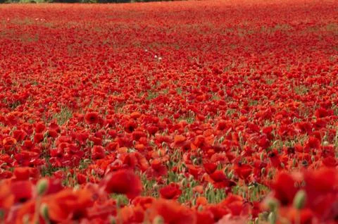 Poppies Stock Photos