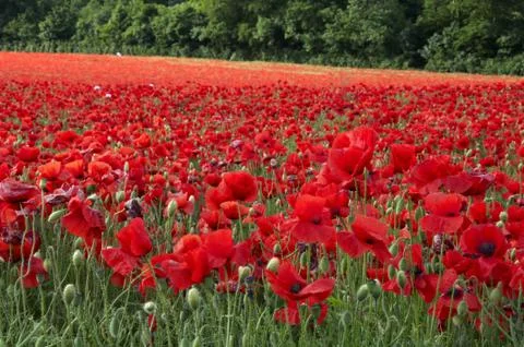 Poppies Stock Photos