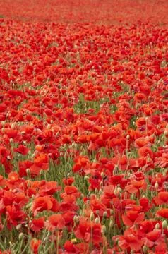 Poppies Stock Photos
