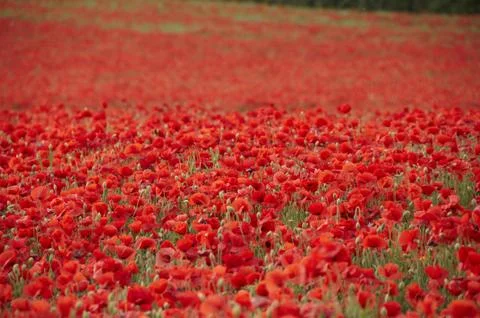 Poppies Stock Photos