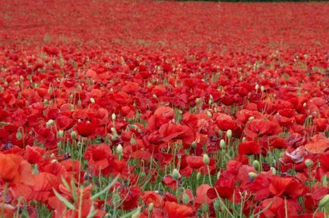 Poppies Stock Photos