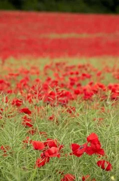 Poppies Stock Photos