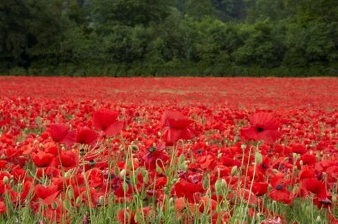 Poppies Stock Photos